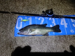 ブラックバスの釣果
