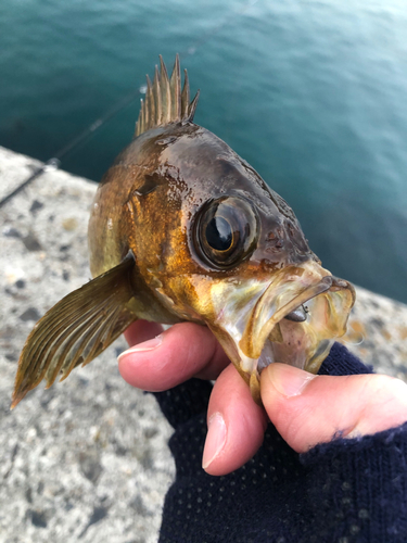 メバルの釣果