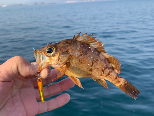 メバルの釣果