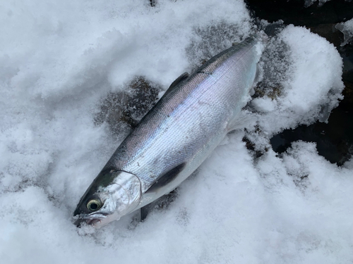 ヒメマスの釣果