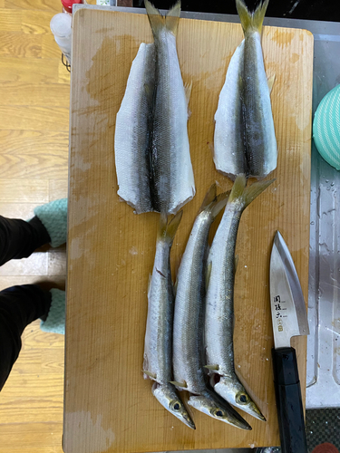 カマスの釣果