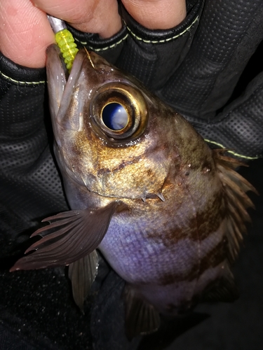 メバルの釣果