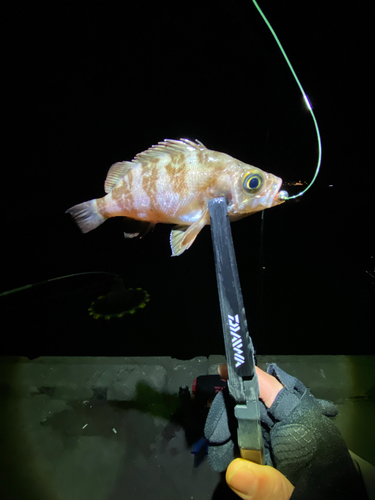 メバルの釣果