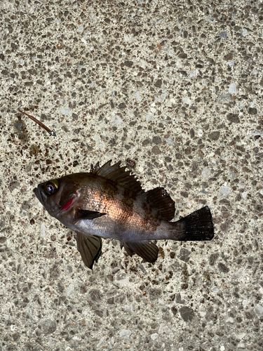 メバルの釣果