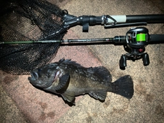 クロソイの釣果