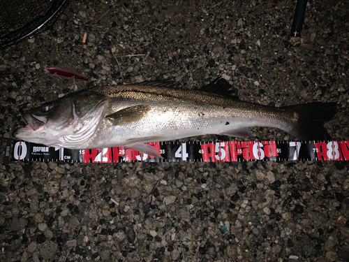 シーバスの釣果