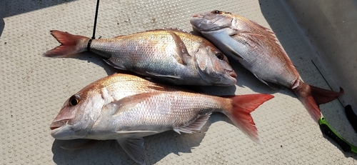 マダイの釣果