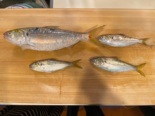 コノシロの釣果