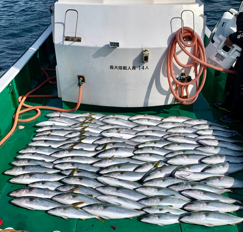 ヤズの釣果