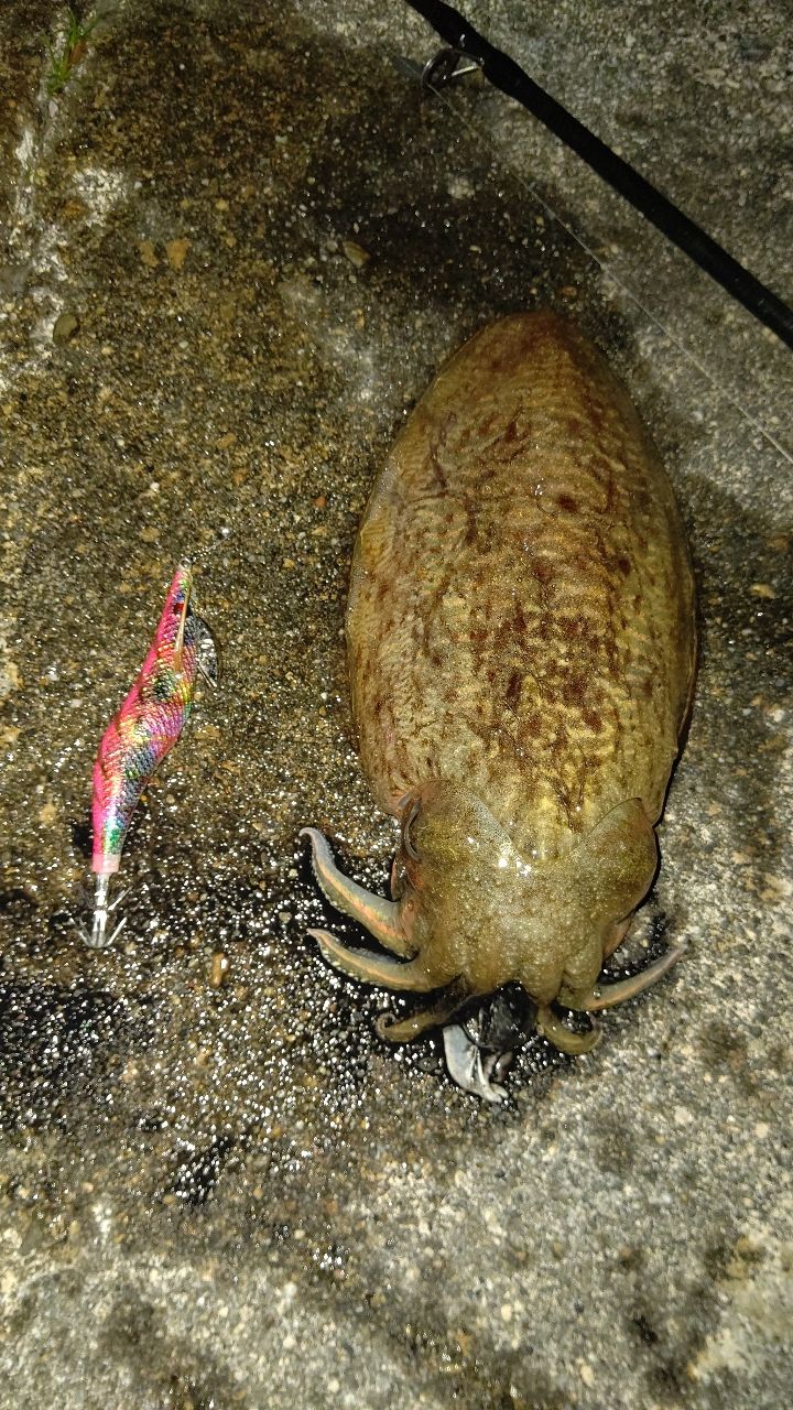 モンゴウイカ