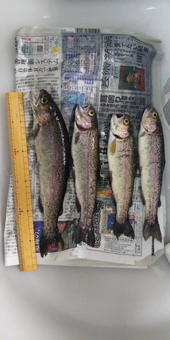 ニジマスの釣果