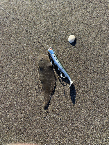 シタビラメの釣果