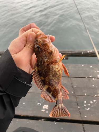 ガシラの釣果