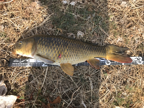 コイの釣果