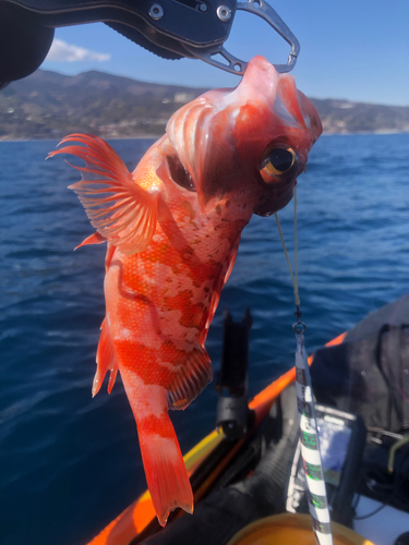 ユメカサゴの釣果