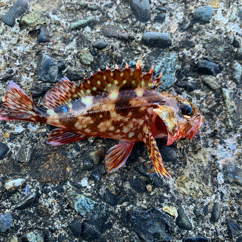 カサゴの釣果