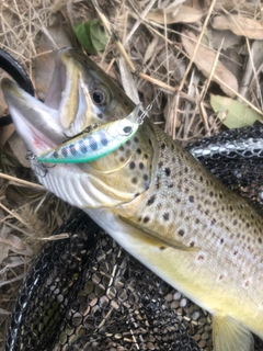 ブラウントラウトの釣果