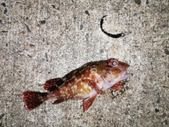 カサゴの釣果