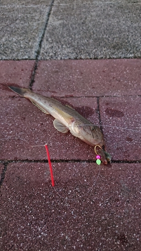 マハゼの釣果