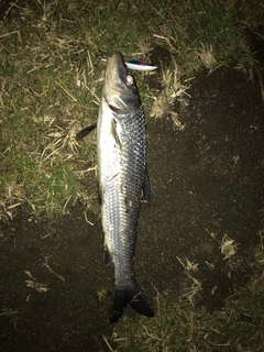 ニゴイの釣果