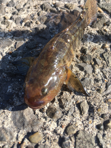 ハゼの釣果