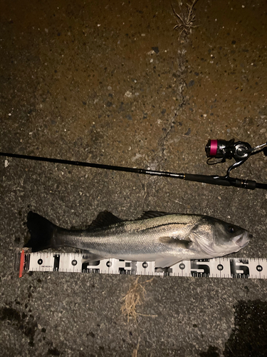 シーバスの釣果