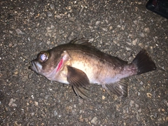 キンメバルの釣果