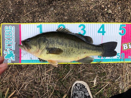 ブラックバスの釣果