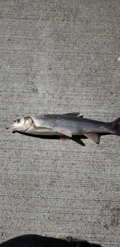 マルタウグイの釣果