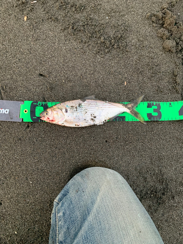 コノシロの釣果