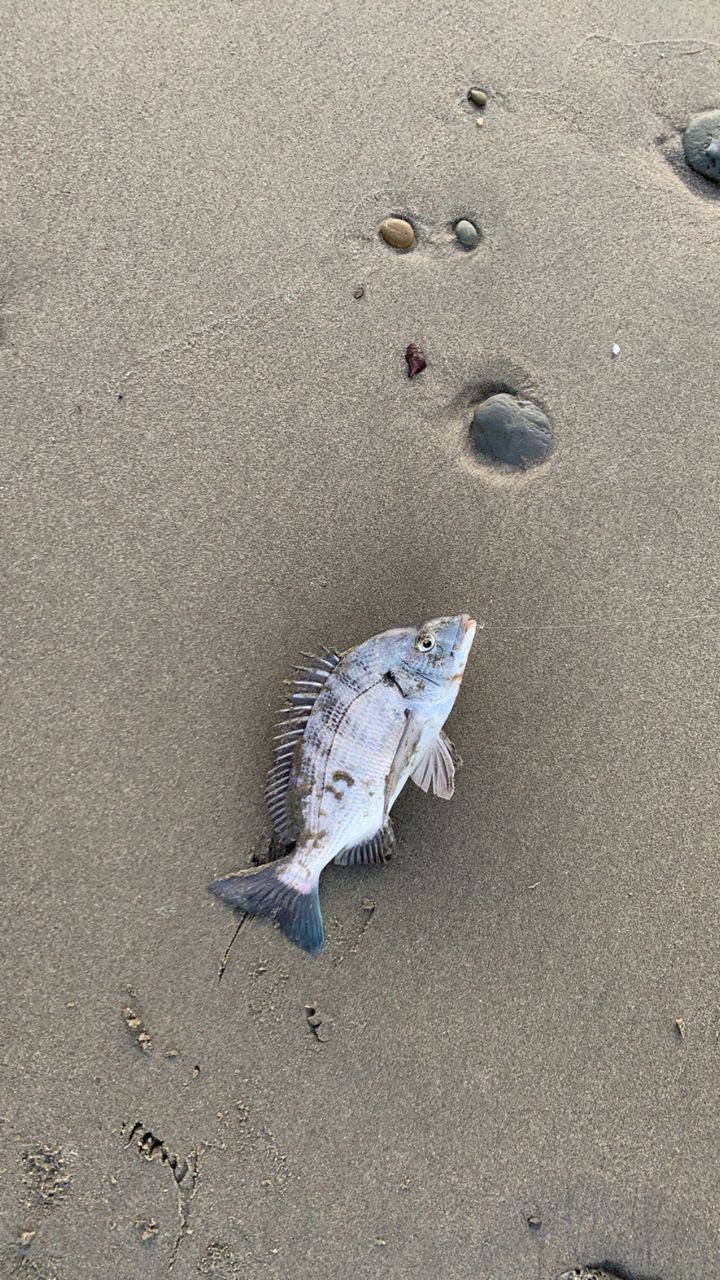 クロダイ