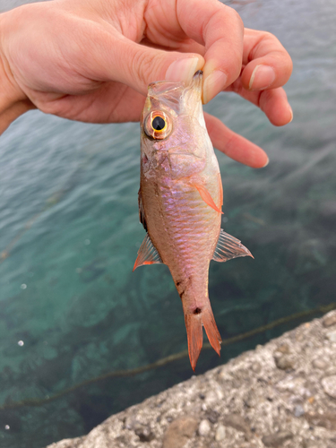 クロホシイシモチの釣果