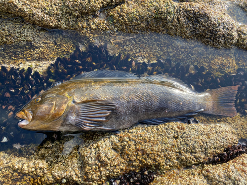 アイナメの釣果