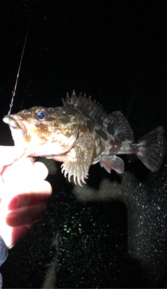 ガシラの釣果