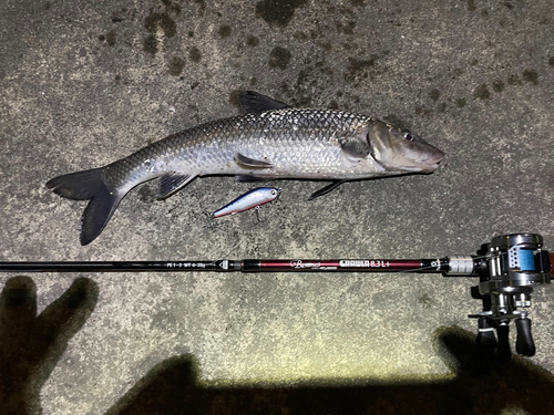 ニゴイの釣果