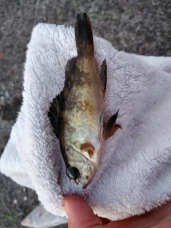 クロメバルの釣果