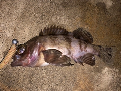 メバルの釣果