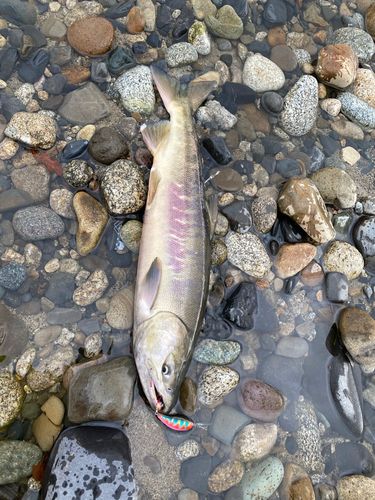 シロザケの釣果