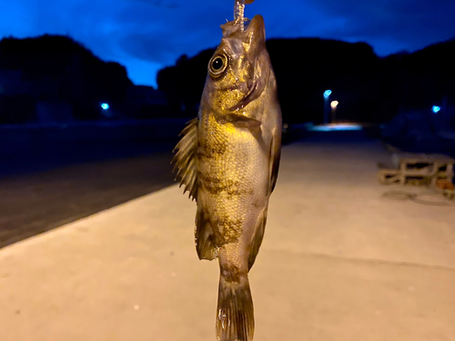 メバルの釣果