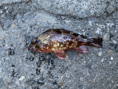 カサゴの釣果