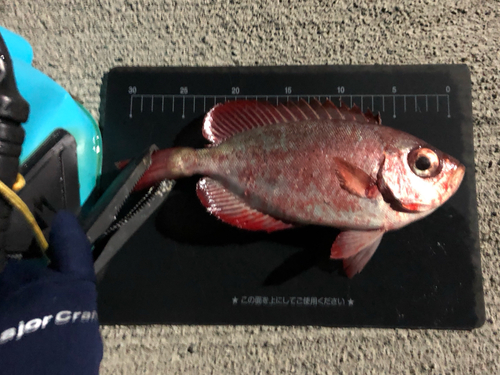 ホウセキキントキの釣果