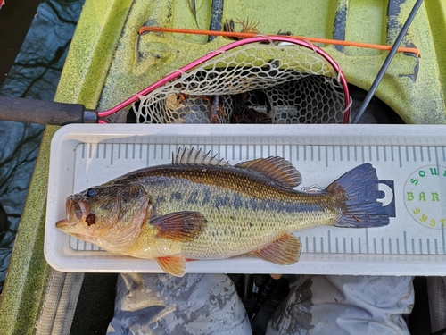 ブラックバスの釣果