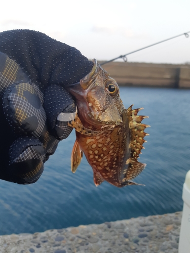 アラカブの釣果