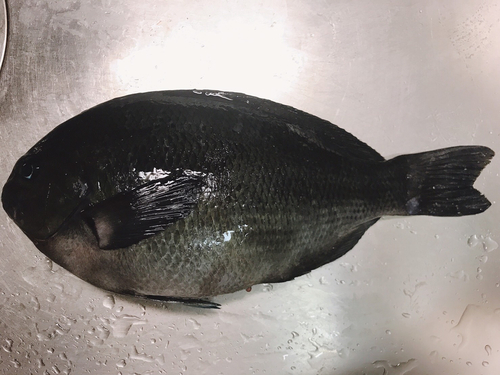 クチブトグレの釣果