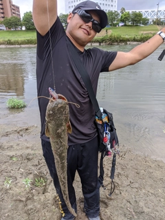 ナマズの釣果