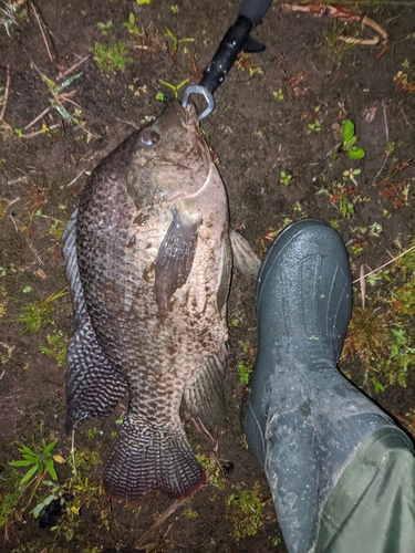 ティラピアの釣果