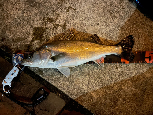 シーバスの釣果