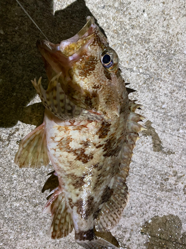 アラカブの釣果