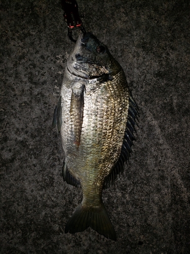 ミナミクロダイの釣果