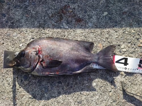 イシダイの釣果